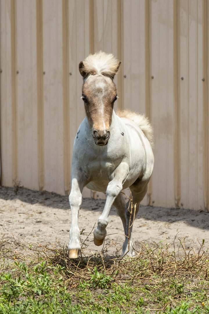 La_Boehem-011138.jpg