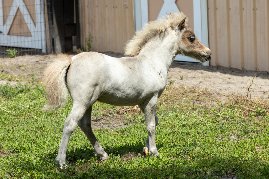 La_Boehem-011136.jpg