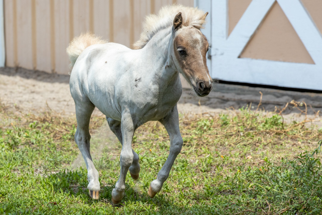 La_Boehem-011146.jpg