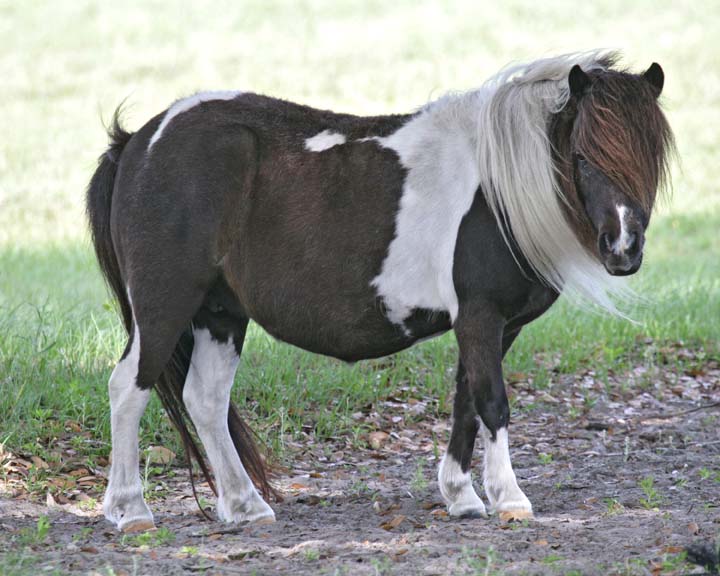 Chantilly33.jpg