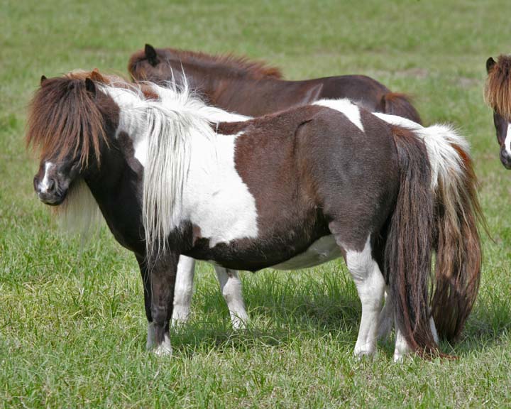 Chantilly32.jpg