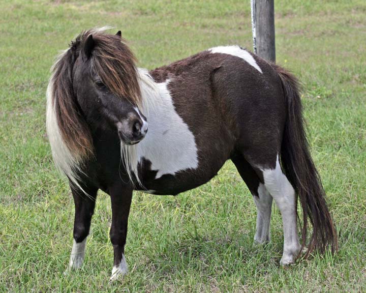 Chantilly30.jpg